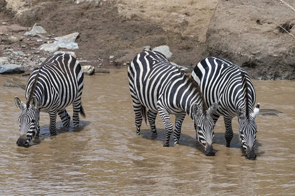 Zebras Estepe Equus Quagga Ebras Cavalo Bebem Rio Masai Mara — Fotografia de Stock