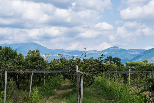 Landwirtschaft Hintergrund Des Weinfeldes Mit Bergen Und Blauem Himmel Mit — Stockfoto