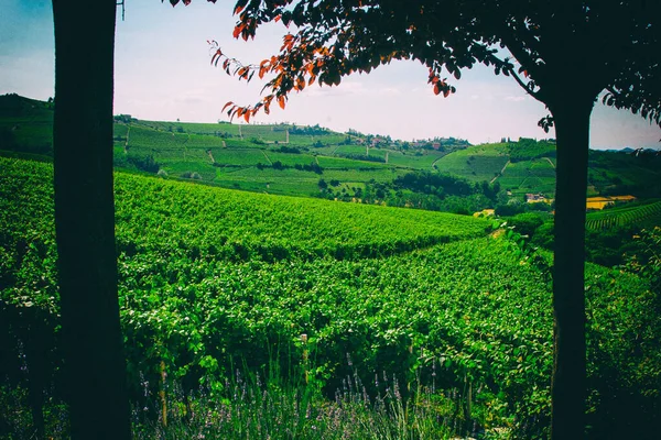 Wallpaper Background Green Agriculture Grape Fields Wine Hills People — Stock Photo, Image