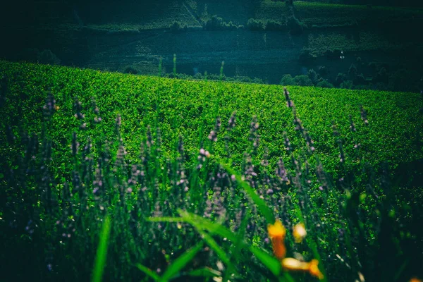 Wallpaper Achtergrond Met Groene Landbouw Druiven Velden Voor Wijn Heuvels — Stockfoto