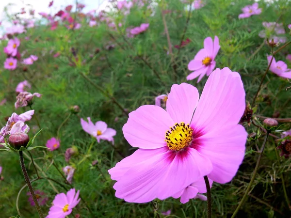 Beautiful Flowers Floral Concept Background — Stock Photo, Image