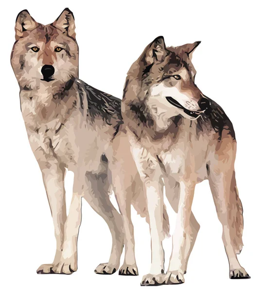 Grauer Wolf Doppeltes Raubtier Wilde Illustration — Stockfoto