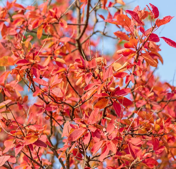 Sarı Kırmızı Yaprakları Cotinus Coggygria Yakın Çekim — Stok fotoğraf