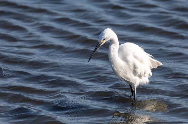 Hermoso Pájaro Pequeña Garza Egretta Garzetta Como Garza Blanca Walvis —  Fotos de Stock