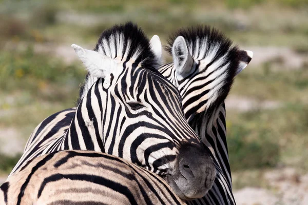 Jucăușul Zebră Lui Burchell Îndrăgostit Tufișul African Parcul Național Etosha — Fotografie, imagine de stoc