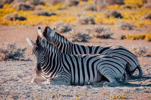 Beau Zèbre Dépouillé Buisson Africain Réserve Chasse Etosha Botswana Afrique — Photo