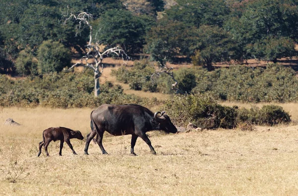 Afrikai Cape Buffalo Borjú Chobe Nemzeti Park Botswana Afrika Szafari — Stock Fotó
