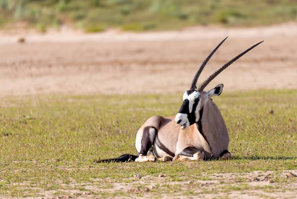 Gemsbok Oryx Gaselli Kalaharissa Vihreä Autiomaa Sadekauden Jälkeen Kgalagadi Transborder — kuvapankkivalokuva