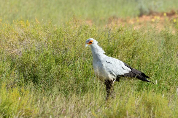 Sekreterare Fågel Sagittarius Serpentarius Kalahari Grön Öken Efter Regnperioden Kgalagadi — Stockfoto