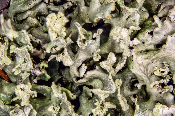 Lichen Jaune Vert Sur Écorce Arbre — Photo