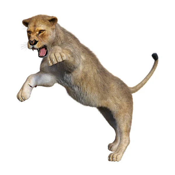 Rendering Female Lion Hunting Isolated White Background — Stock Photo, Image