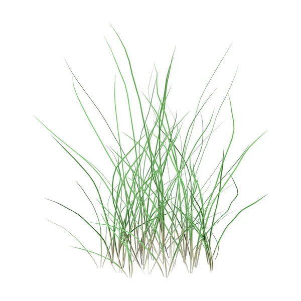 Renderowanie Skrawka Zielonej Trawy Izolowane Białym Tle — Zdjęcie stockowe