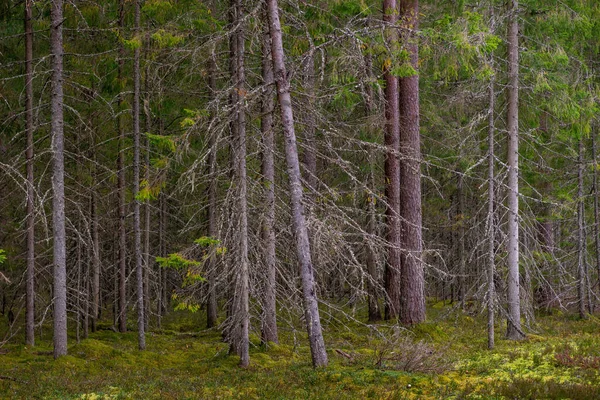 Forêt Conifères Moussue Lettonie Sapin Pinède Bois Mélangé Pins Épinettes — Photo