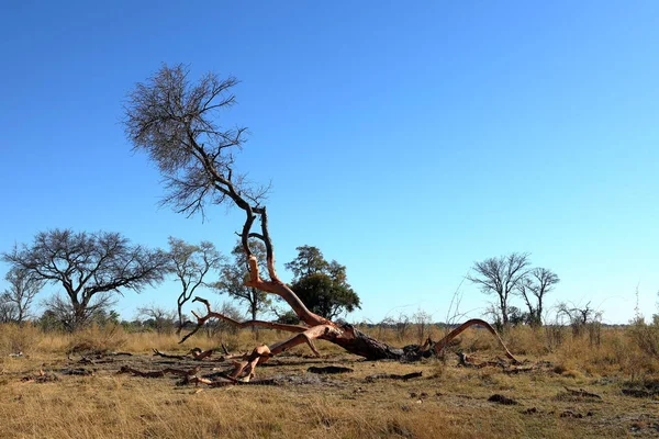 Краєвид Окаванго Намібії — стокове фото