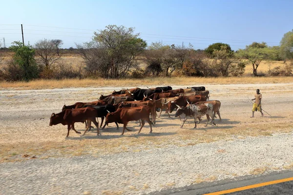 Farmer Namibia His Cows — Stock Photo, Image