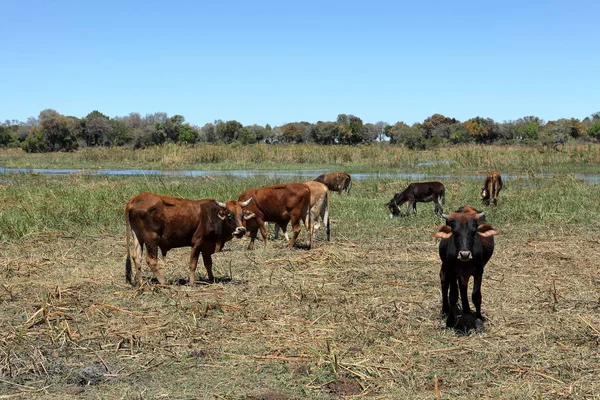 Vacas Gado Delta Okavango Namíbia — Fotografia de Stock