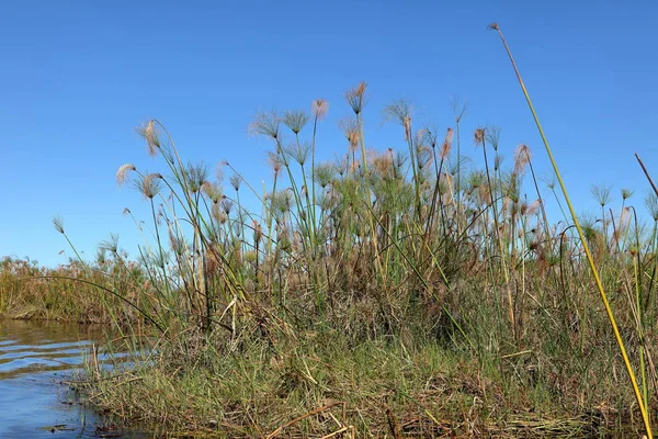 Papirüs Namibya Daki Okavango Bataklıklarında — Stok fotoğraf