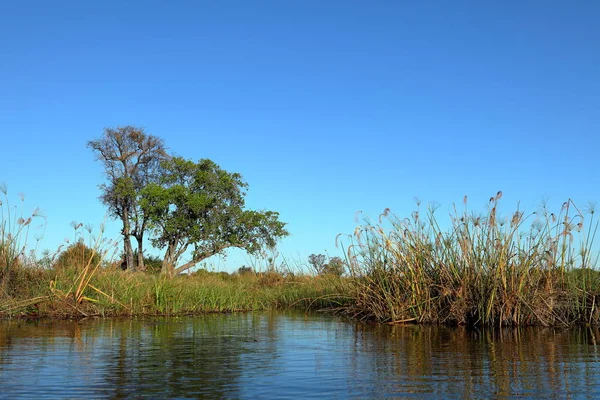 Papiro Nos Pântanos Okavango Namíbia — Fotografia de Stock