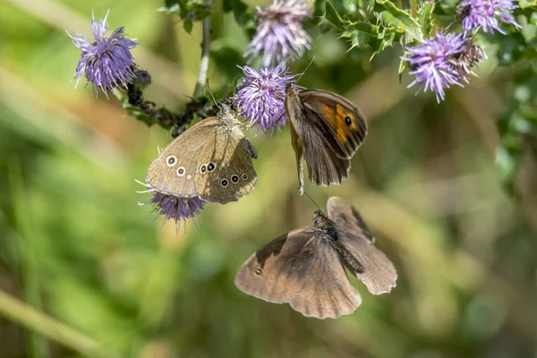 Tre Farfalle Marroni Volano Intorno Fiore Viola Sullo Sfondo Sfocato — Foto Stock