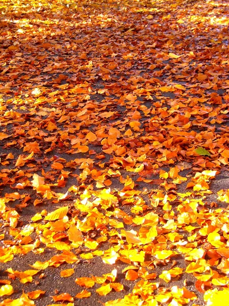 Baum Laub Blütenblätter — Stockfoto