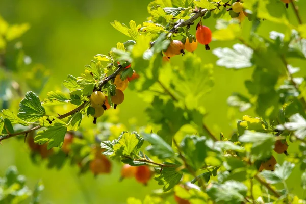 Gooseberries Bush Branch Gooseberries Bush Gooseberries Garden Summer Berries Latvia — Stock Photo, Image