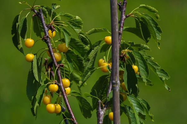Cerezas Amarillas Rama Árbol Cerezas Dulces Árbol Cerezas Jardín Frutas —  Fotos de Stock