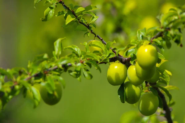 Green plums on tree branch. Unripe plums on tree. Green plums on green background in garden. Summer fruits in Latvia.