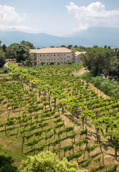 Виноградник Возле Монастыря Монте Кассино Италия — стоковое фото