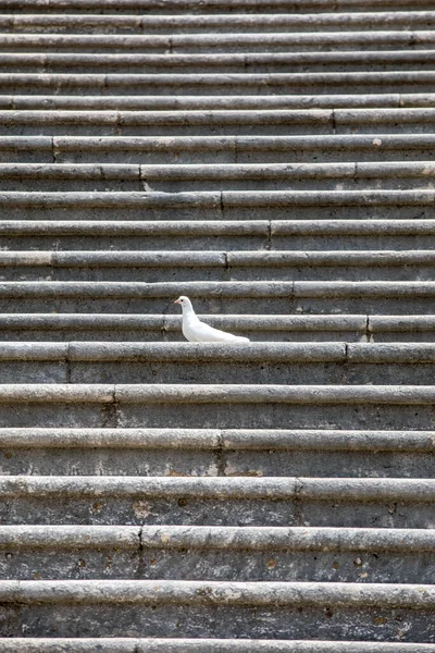 Piccione Simbolo Pace Sui Gradini Del Monastero Montecassino Italia — Foto Stock