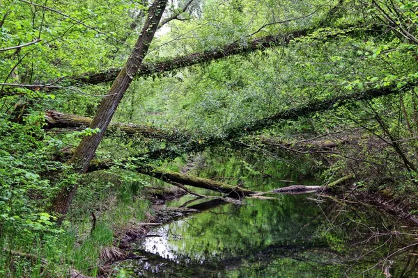 Oud Houten Hek Het Bos — Stockfoto