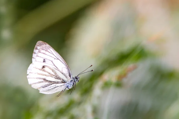 Mariposa Blanca Flora Medio Ambiente Insectos — Foto de Stock