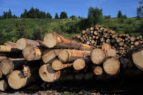 Baumstämme Den Tiroler Alpen — Stockfoto