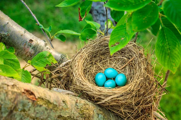 Des Merles Bleus Pondent Dans Nid Sur Arbre Kentucky Central — Photo