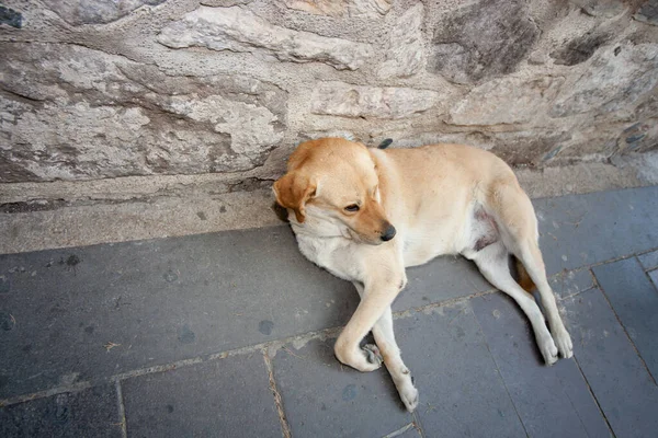 Porträt Eines Süßen Hundes — Stockfoto