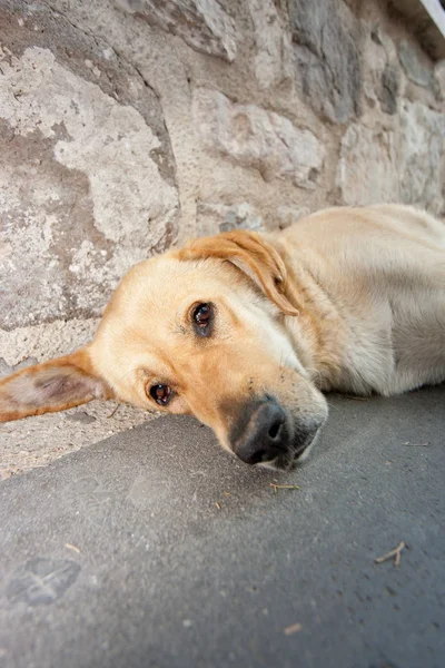 Cão Chão — Fotografia de Stock