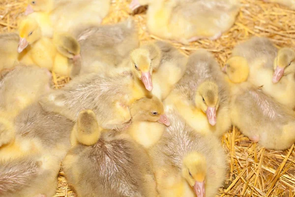 Aranyos Kiskacsák Vad Természetben — Stock Fotó