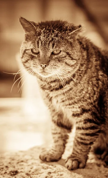 坐在地上的一只可爱的毛茸茸的可爱的猫的肖像 — 图库照片