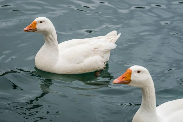 在水底池塘或湖中游泳的白鸭 — 图库照片