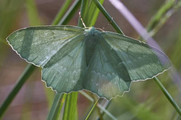 Γεωμέτρης Σκώρος Geometra Papilionaria Μια Μακροεντολή Γυρίστηκε Κάτοψη — Φωτογραφία Αρχείου