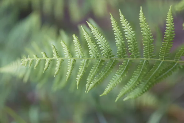 Fronde Felce Colpo Macro Con Bokeh Morbido — Foto Stock