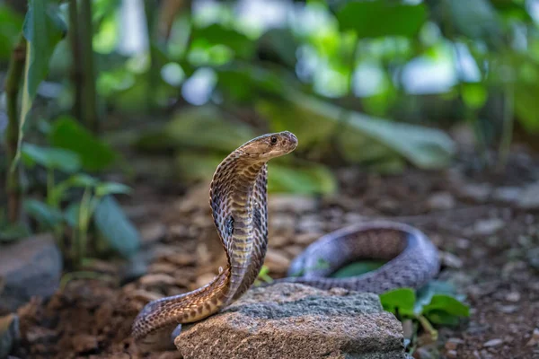 Kobra Schlange Gefährliches Schlangengift — Stockfoto