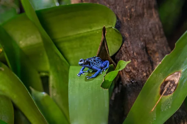 Escarcha Negra Venenosa Azul Dendrota Tinctorius — Foto de Stock
