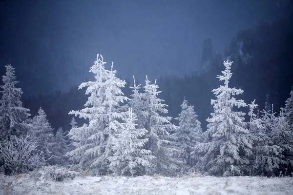 Новогодний Рождественский Фон Зимними Деревьями Горах Покрытыми Свежим Снегом Волшебный — стоковое фото