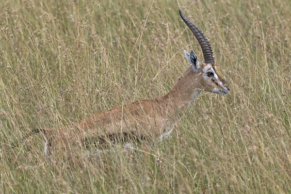 Western Thomson Gazelle Eudorcas Nasalis Masai Mara Narok County Kenya — стоковое фото