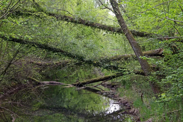 Uma Vista Uma Floresta Nas Montanhas — Fotografia de Stock