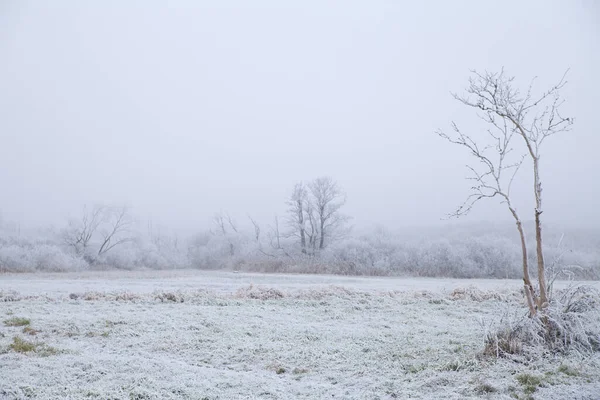 Árvores Inverno Estação Fria — Fotografia de Stock