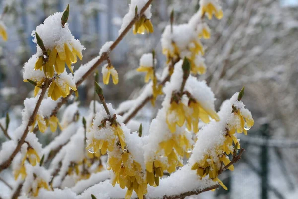 Vinter Bakgrund Med Snötäckta Träd — Stockfoto