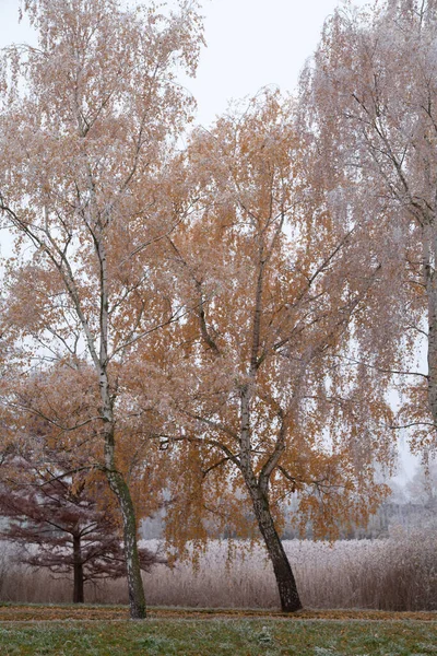 Árvores Inverno Estação Fria — Fotografia de Stock