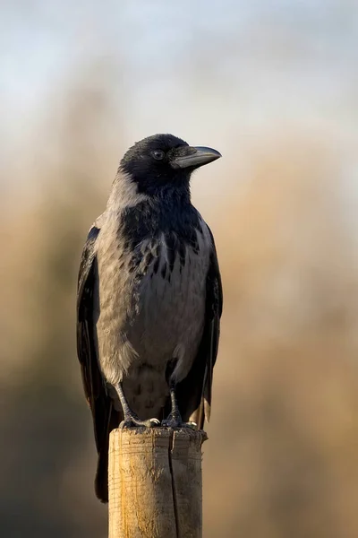 Hooded Crow Wild Wood — Stock Photo, Image