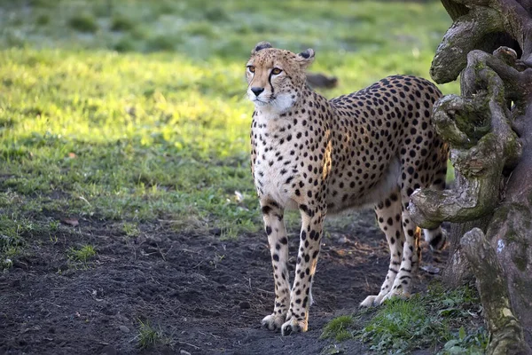 Cheetah Uma Clareira Natureza — Fotografia de Stock